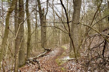 A narrow trail winding through a wooded area, surrounded by tall trees with bare branches and scattered fallen leaves on the ground. Some patches of snow are visible along the trail, creating a serene and tranquil atmosphere. Lambton County Heritage Forest mountain bike trail.