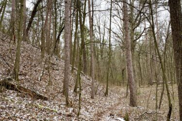 A winding dirt path through a tranquil forest, surrounded by tall, bare trees and patches of snow on the ground. The scene conveys a calm, wintery atmosphere with muted colors and a somewhat overcast sky. Lambton County Heritage Forest mountain bike trail.