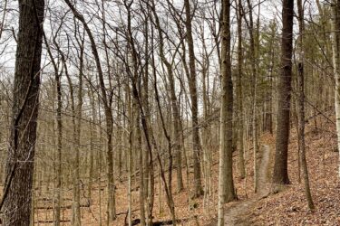 A winding dirt path through a forest of bare trees, with brown leaves covering the ground and a gray sky overhead. Hardy Rd. Trail mountain bike trail.