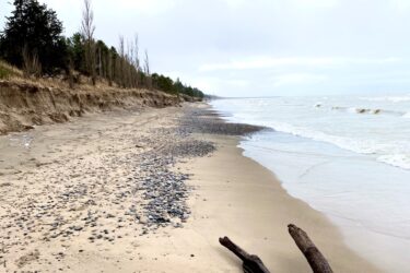 A scenic view of a beach with sandy shores lined by smooth pebbles, a weathered log resting on the sand, and a backdrop of trees. The sky is overcast, creating a serene atmosphere as gentle waves lap at the shore. Pinery Provincial Park mountain bike trail.