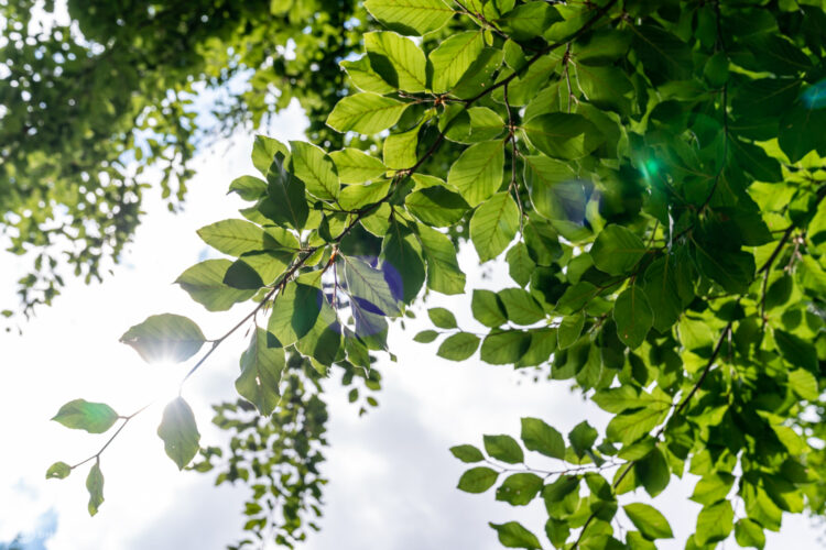 Sunlight filters through a lush canopy of green leaves, showcasing their vibrant colors and detailed textures against a bright sky.