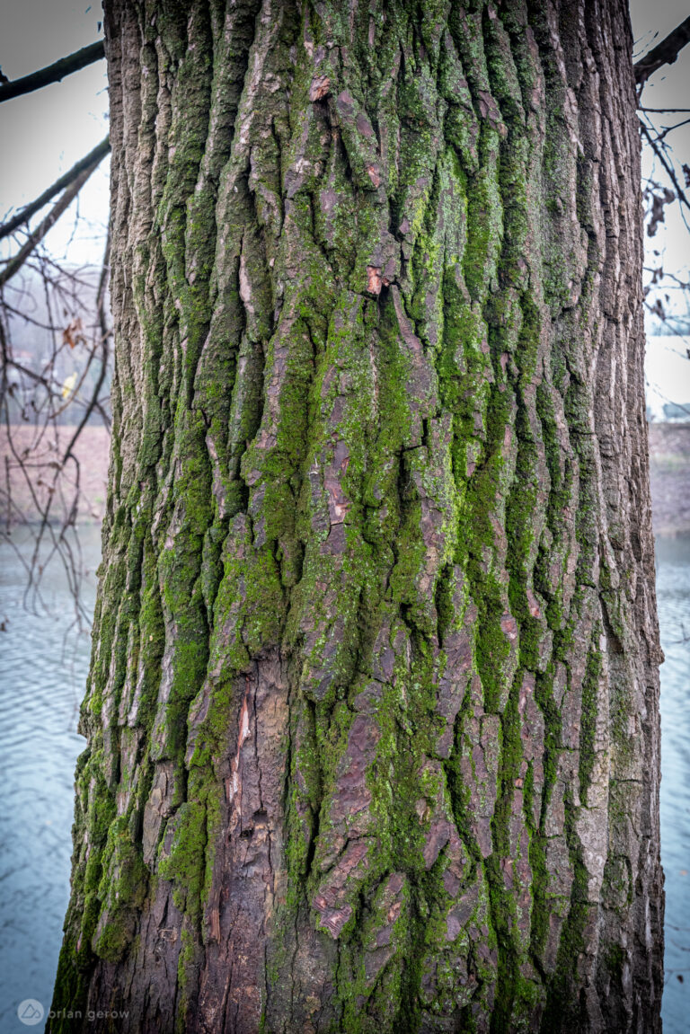 Stop and Smell the Cottonwood A Mountain Biker's Guide to Nature