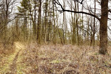 A winding dirt path leads through a sparse forest, surrounded by bare trees and sparse underbrush. The overcast sky adds a muted tone to the scene, highlighting the earthy tones of the landscape. Hardy Rd. Trail mountain bike trail.