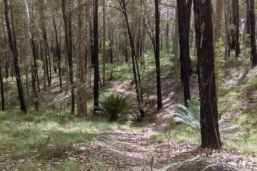 A peaceful forest scene featuring tall trees with slender trunks and lush green undergrowth. A winding path cuts through the landscape, leading deeper into the woods. Sunlight filters through the foliage, creating a serene and inviting atmosphere. Georgie Staley mountain bike trail.