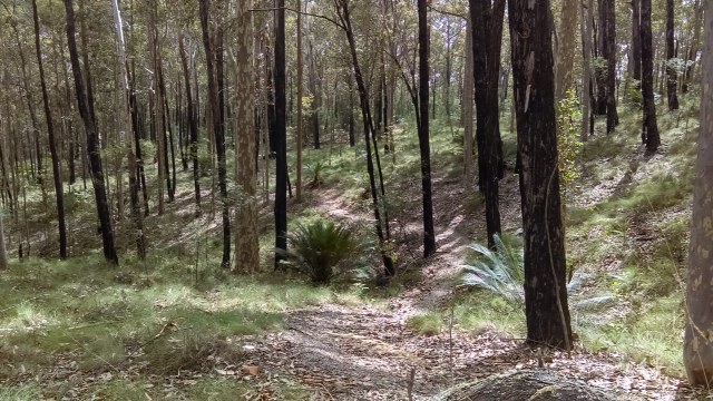 A peaceful forest scene featuring tall trees with slender trunks and lush green undergrowth. A winding path cuts through the landscape, leading deeper into the woods. Sunlight filters through the foliage, creating a serene and inviting atmosphere. Georgie Staley mountain bike trail.