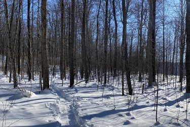 A snowy forest path winding through bare trees under a clear blue sky, with footprints and ski tracks visible in the fresh snow. Strachan Tract mountain bike trail.