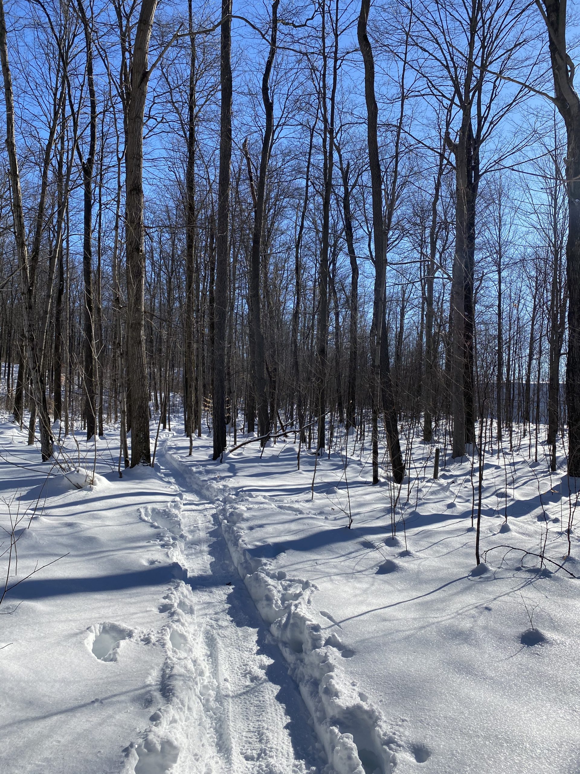 A snowy forest path winding through bare trees under a clear blue sky, with footprints and ski tracks visible in the fresh snow. Strachan Tract mountain bike trail.