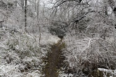 A narrow dirt path winding through a winter forest, surrounded by trees and underbrush covered in a layer of snow and ice. The scene is overcast, with a soft gray sky, creating a serene and tranquil atmosphere. Lehigh Portland Trails mountain bike trail.