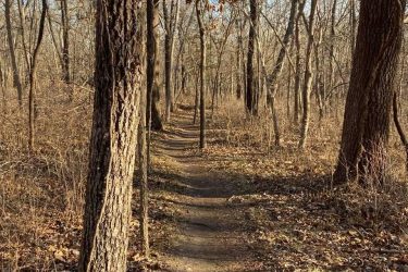 A narrow dirt path winding through a wooded area, bordered by tall trees with sparse leaves, in a late autumn setting. The ground is covered with fallen leaves and underbrush, indicating a natural, untamed environment. The scene is illuminated by soft sunlight filtering through the branches. Charcoal Loop mountain bike trail.