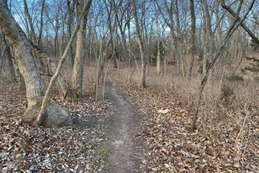A winding dirt path through a wooded area in late autumn, surrounded by bare trees and scattered fallen leaves on the ground, with clear blue skies above. Indigo Loop mountain bike trail.