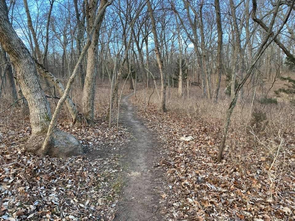 A winding dirt path through a wooded area in late autumn, surrounded by bare trees and scattered fallen leaves on the ground, with clear blue skies above. Indigo Loop mountain bike trail.
