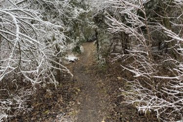 A narrow, winding path through a winter forest, bordered by trees with branches covered in a light layer of snow and frost. The ground is partially covered with fallen leaves, creating a serene and quiet atmosphere. Lehigh Portland Trails mountain bike trail.