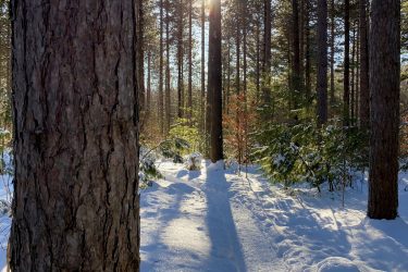 A snow-covered forest scene with tall trees and sunlight filtering through the branches. A textured tree trunk is visible on the left side, while a snowy path leads deeper into the woods, creating a tranquil winter atmosphere. Strachan Tract mountain bike trail.