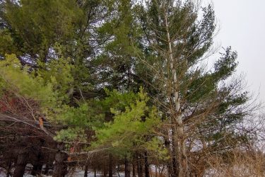 A snow-covered forest scene featuring tall evergreen trees, with a white bicycle leaning against a tree in the foreground. The ground is partially obscured by snow, and there are small bushes and undergrowth visible. The sky is overcast, adding a muted light to the setting. Lake LaShane Trail mountain bike trail.