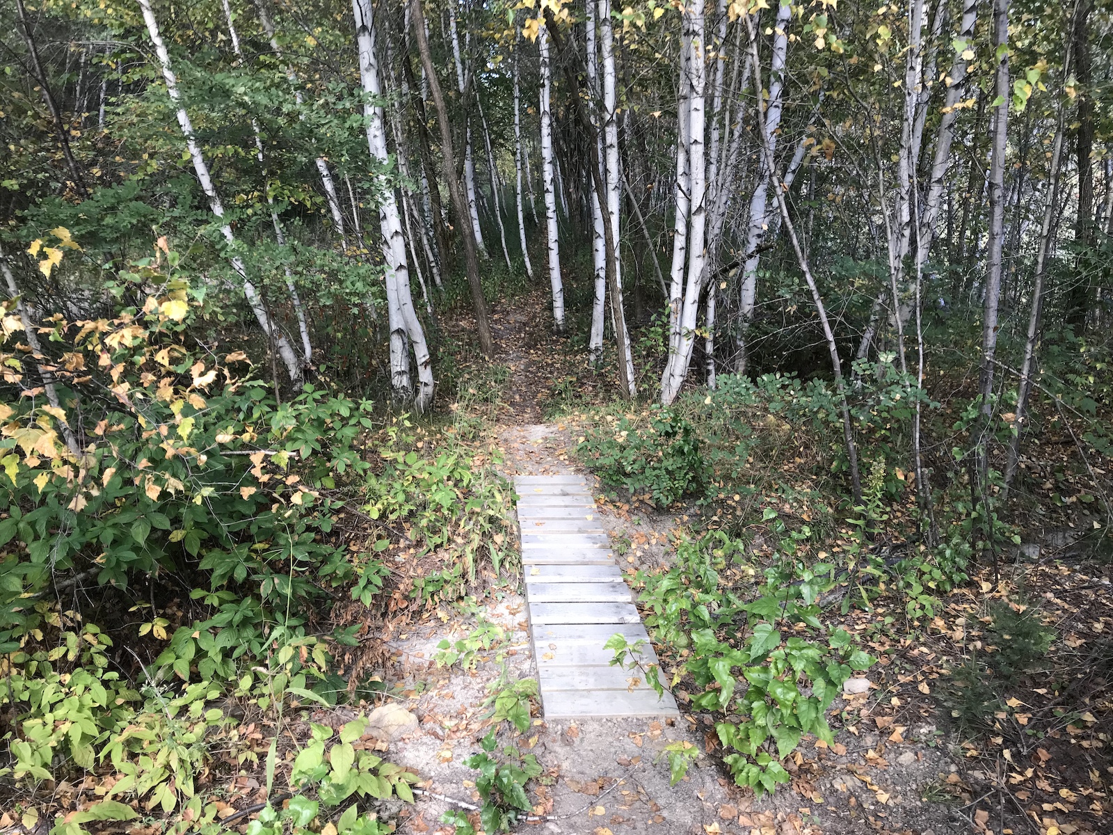 A narrow wooden footbridge leading into a forested path surrounded by tall birch trees and undergrowth with autumn leaves. Serenity Now mountain bike trail.