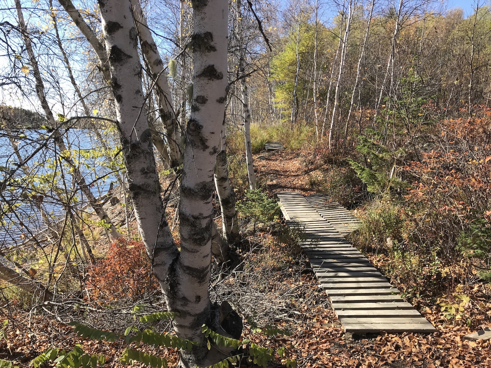 A wooden pathway leads through a forested area near a lake, with birch trees and colorful foliage in autumn. The scene is bright with sunlight, showcasing a blend of greenery and fall colors. Scotia Banks mountain bike trail.