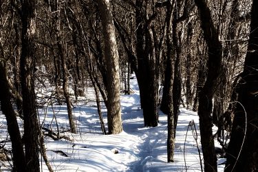 A narrow, snow-covered path winds through a dense forest of bare trees under bright blue skies. Shadows and sunlight create a play of light on the snow, enhancing the tranquil winter scene. Guelph Lake mountain bike trail.