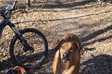 A brown dog stands on a dirt path in a wooded area, surrounded by fallen leaves. A mountain bike and an orange backpack are visible nearby. The scene is calm and natural, indicating a moment of rest during an outdoor adventure. Pryor Creek Nature Trail mountain bike trail.