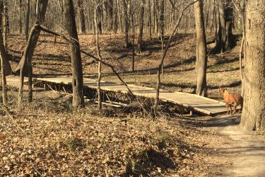 A wooden bridge traverses a small forested area, surrounded by bare trees and fallen leaves. A dog stands near the path, looking towards the bridge. The scene is illuminated by natural sunlight, suggesting a calm and serene environment. Pryor Creek Nature Trail mountain bike trail.