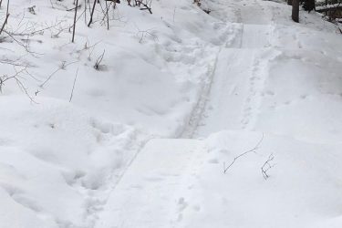 A snowy path winding through a forest, marked by tire tracks and animal footprints, surrounded by snow-covered ground and sparse vegetation. Pine Valley mountain bike trail.
