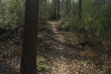 A narrow dirt path winding through a forested area, flanked by trees and dense underbrush. The ground is covered with fallen leaves, and the scene is illuminated by sunlight filtering through the branches above. Pryor Creek Nature Trail mountain bike trail.