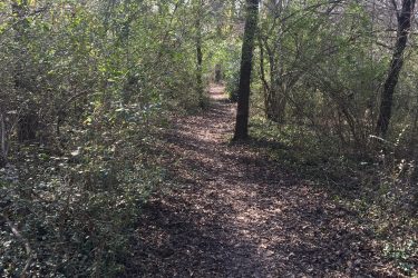 A narrow, winding dirt path surrounded by dense trees and foliage, with scattered fallen leaves on the ground. The scene is illuminated by soft, natural sunlight filtering through the branches, creating a serene and inviting atmosphere for outdoor exploration. A bicycle is partially visible on the left. Pryor Creek Nature Trail mountain bike trail.