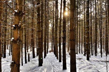 A serene winter forest scene featuring tall trees with slender trunks standing amidst a blanket of fresh snow. A narrow, winding path cuts through the white landscape, and soft sunlight filters through the branches, casting a warm glow on the snowy ground. The atmosphere conveys a sense of tranquility and natural beauty. Guelph Lake mountain bike trail.