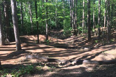 A sunlit forest landscape featuring tall trees with green leaves, casting shadows on a dirt path that winds through the underbrush. The scene captures a serene, natural setting with soft sunlight filtering through the tree canopy. Pine Valley mountain bike trail.