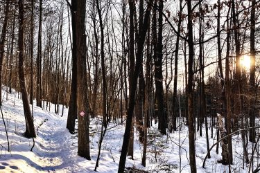 A tranquil winter scene featuring a snow-covered path winding through a forest. The trees are bare, with some remaining leaves clinging to the branches. Soft sunlight filters through the trees, illuminating the snow and creating a serene atmosphere. A small pink marker is visible along the path, indicating the way through the woods. Batawa Trails mountain bike trail.