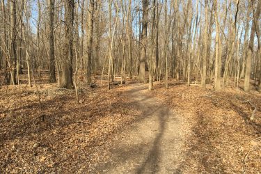 A winding dirt path runs through a forest with bare trees and fallen leaves scattered across the ground. The sky is clear, indicating a bright day. Pryor Creek Nature Trail mountain bike trail.