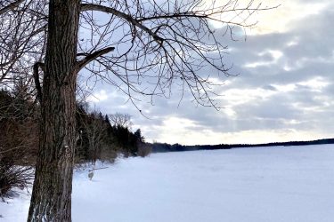 A winter landscape featuring a tall, bare tree on the left side, with its branches stretching out against a backdrop of a snowy field and cloudy sky. The scene depicts a peaceful, serene atmosphere, suggesting a quiet winter day. Guelph Lake mountain bike trail.