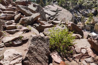A rocky pathway leading uphill, surrounded by large boulders and a small green bush. In the background, a glimpse of trees and a waterfall can be seen, with bright blue skies overhead. Walker Ranch mountain bike trail.