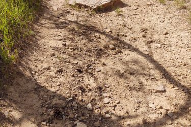 A dirt trail surrounded by green grass and shrubs, with a large rock positioned in the path. The perspective is from the front of a mountain bike, showing the tire and rocky terrain ahead. Sunlight casts shadows on the trail. HLMP mountain bike trail.