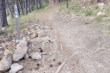 A dirt hiking trail meanders through a forest of pine trees, with a trail marker and scattered rocks and pinecones along the path. The trail is narrow and surrounded by greenery, leading deeper into the woods. HLMP mountain bike trail.