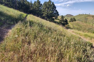 A winding dirt path through tall green grasses and wildflowers, bordered by trees on one side and rolling hills in the background. The sky is clear with a few clouds, and power lines are visible in the distance. HLMP mountain bike trail.