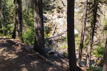 A narrow pathway lined with tall trees leading to a rocky area with a small stream. Sunlight filters through the foliage, casting dappled shadows on the ground. The scene depicts a lush, green forest environment. Lion Gulch mountain bike trail.