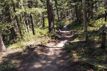 A winding dirt trail surrounded by tall trees and lush greenery in a forested area, with sunlight filtering through the leaves and casting shadows on the ground. Lion Gulch mountain bike trail.