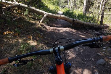 A view from the handlebars of a mountain bike on a dirt trail, with a fallen tree partially blocking the path. Surrounding vegetation includes green bushes and tall trees, set in a sunny, forested environment. Lion Gulch mountain bike trail.