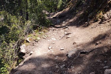 A winding dirt trail surrounded by dense greenery and trees, with visible rocks and roots along the path. Sunlight filters through the foliage, creating a dappled effect on the ground. Lion Gulch mountain bike trail.
