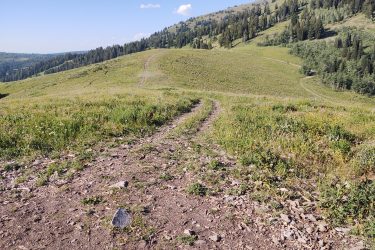 A scenic view of a grassy hillside with a dirt path winding through vibrant green meadows and clusters of trees. The background features rolling hills under a clear blue sky with a few clouds. Grand Targhee Bike Park mountain bike trail.