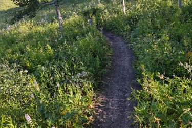 A narrow dirt path winding through a lush, green meadow, surrounded by wildflowers and young aspen trees. The scene is illuminated by sunlight, highlighting the vibrant greenery of the landscape. Grand Targhee Bike Park mountain bike trail.