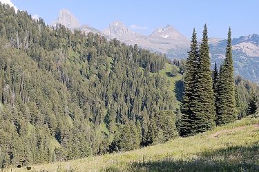 A scenic view of a dense forested mountain landscape, featuring tall pine trees in the foreground, with rugged mountains visible in the background under a clear blue sky. Grand Targhee Bike Park mountain bike trail.