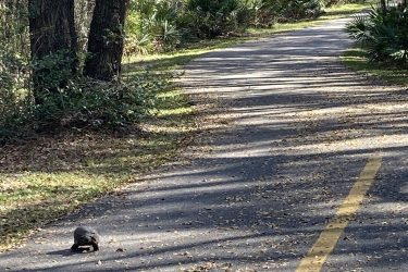 A small turtle crossing a paved path through a wooded area, with trees and green foliage lining the sides. Sunlight filters through the leaves, creating dappled shadows on the ground, and a person can be seen in the distance along the path. Blue Springs State Park mountain bike trail.