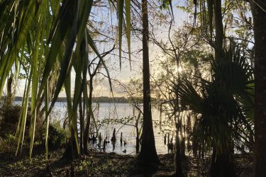 A serene view of a tranquil lakeside scene framed by lush greenery, with the sun filtering through trees and illuminating the water's surface. Silhouetted cypress trees and water plants add to the natural beauty. Lake Beresford Park Nature Trail mountain bike trail.