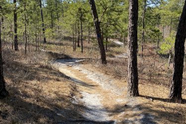A winding dirt path leads through a forest filled with tall pine trees under a clear blue sky. The ground is a mix of light brown and sandy soil, with patches of dry grass and scattered twigs. Sunlight filters through the branches, creating a tranquil outdoor scene. Jakes Branch County Park Blue Trail mountain bike trail.