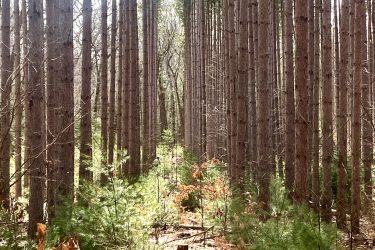 A serene forest path lined with tall pine trees, with patches of sunlight filtering through the branches. The ground is covered with fallen leaves and small green shrubs, creating a tranquil outdoor scene. Turkey Point Provincial Park mountain bike trail.
