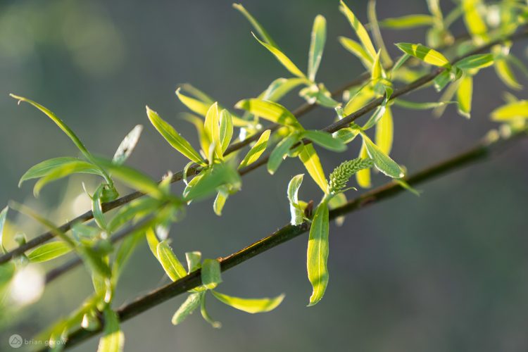 A close-up image of a twig with vibrant green leaves and small, budding flowers, illuminated by soft natural light against a blurred background.