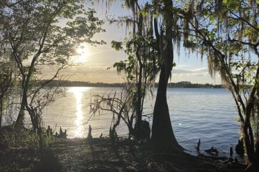 A serene lakeside view at sunset, framed by leafy trees and hanging Spanish moss. The water reflects the soft golden light of the sun, creating a tranquil atmosphere. Silhouettes of tree trunks and lush greenery can be seen along the shoreline, capturing a peaceful moment in nature. Lake Beresford Park Nature Trail mountain bike trail.