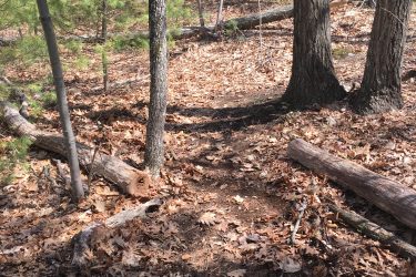 A forest trail surrounded by trees, with a ground covered in fallen leaves and scattered logs. The path is narrow and winding, leading deeper into the woods, with a mix of pine and deciduous trees visible in the background. Mill Pond Conservation Area mountain bike trail.