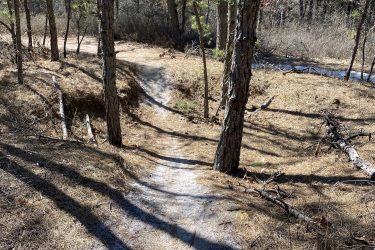 A winding dirt path leads through a wooded area, surrounded by tall trees and scattered pine needles. Sunlight filters through the branches, creating shadows on the ground. Jakes Branch County Park Blue Trail mountain bike trail.